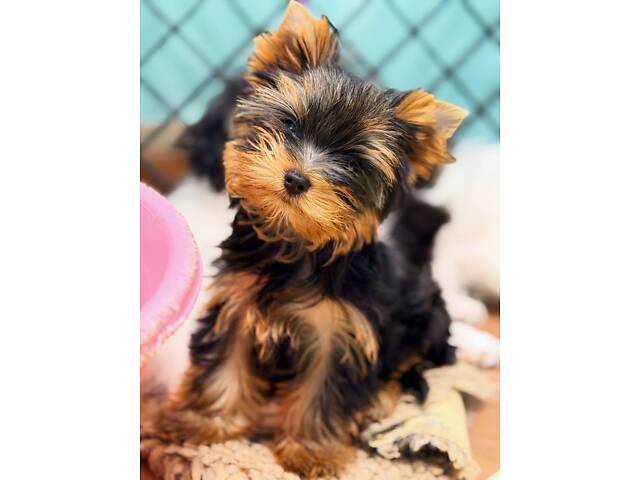 Лучшие девочки и мальчики йоркширского терьера. - Фото 12