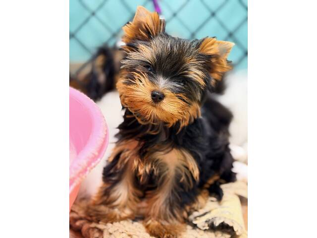 Лучшие девочки и мальчики йоркширского терьера. - Фото 13