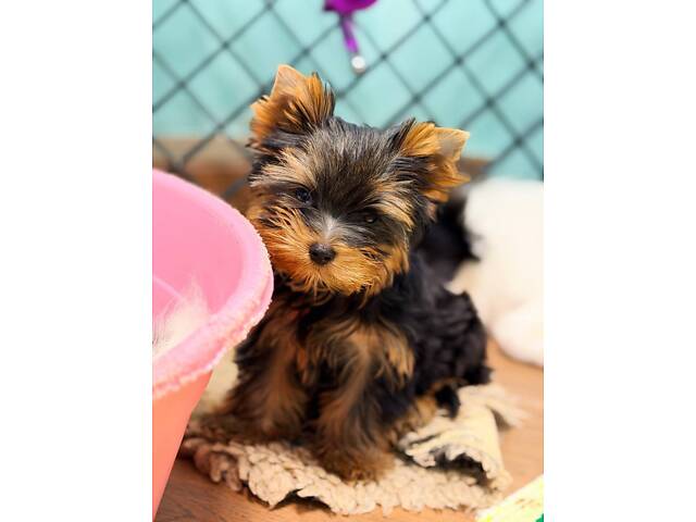 Лучшие девочки и мальчики йоркширского терьера. - Фото 14