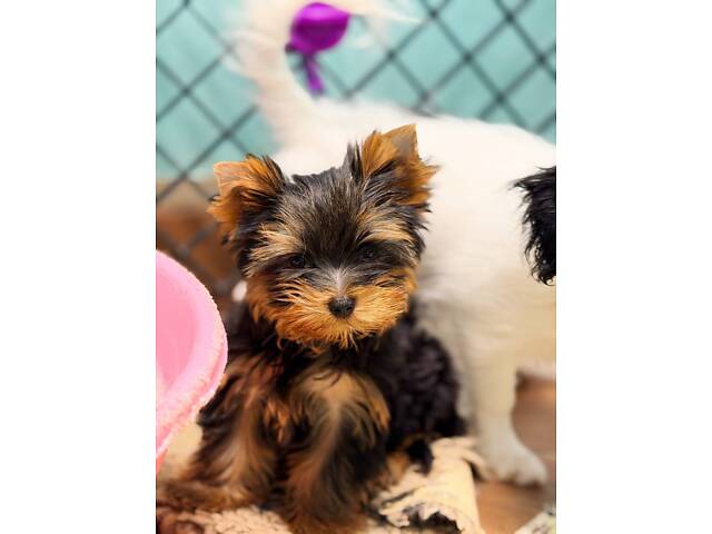 Лучшие девочки и мальчики йоркширского терьера. - Фото 15