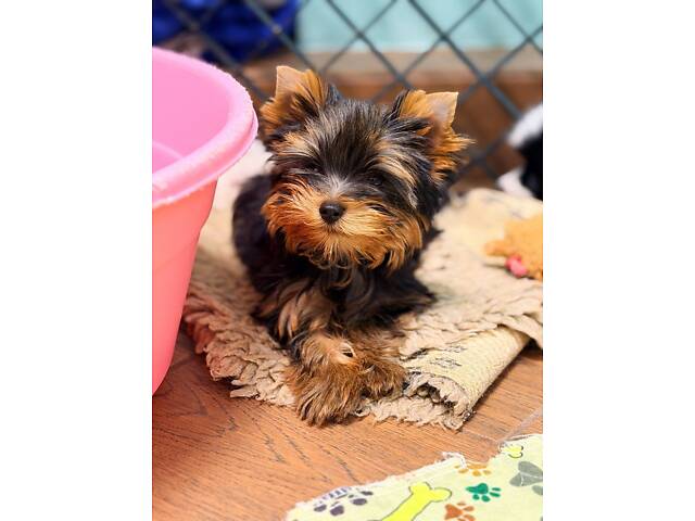 Лучшие девочки и мальчики йоркширского терьера. - Фото 16