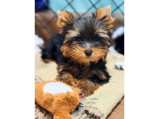 Лучшие девочки и мальчики йоркширского терьера. - Фото 17