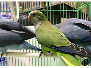 Лучшие друзья, попугай калита, квакер