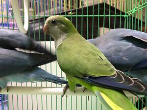 Лучшие друзья, попугай калита, квакер