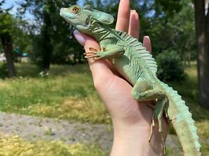 Наймовірна ящірка василіск, зелений ящір василіск, дуже класний