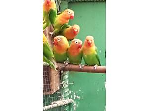 Нерозлучник фішера