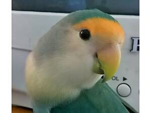 Нерозлучники пташенята