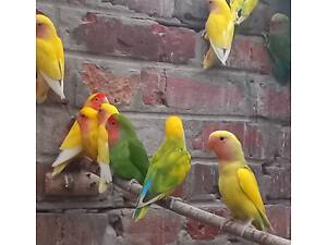 Нерозлучники пташенята