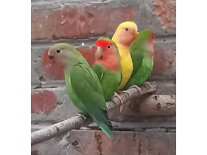 Нерозлучники пташенята