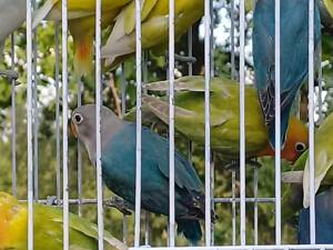 Нерозлучники Фішера різних забарвлень.