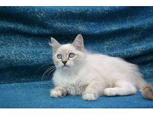 Невский маскарадный котенок