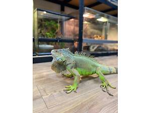 Неймовірна ігуана, справжній дракон серед рептилій