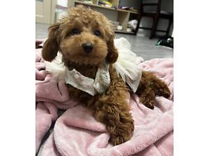 Неймовірна міні дівчинка той пудель