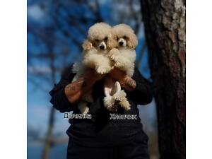 Невероятно красивые и качественные щенки Той-пудель.