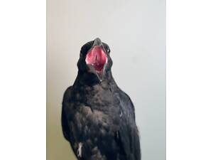 Неймовірно розумний розмовляючий ворон Крук.