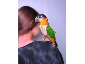 Неймовірний компаньйон каїк, танцюючий папуга, ручний