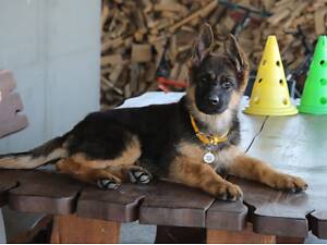 Німецька вівчарка цуценята КСУ