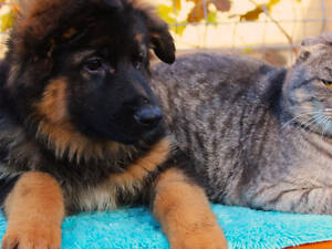 Німецька вівчарка Цуценята