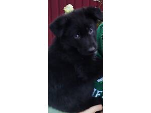 Німецька вівчарка