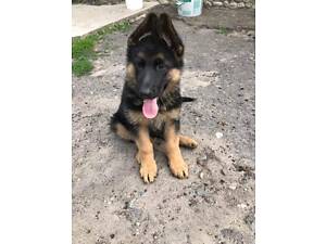 Німецькі Вівчарки