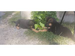 Німецькі вівчарки