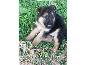 Німці німецька вівчарка