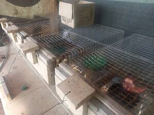 Норки дві пари сірі та білі