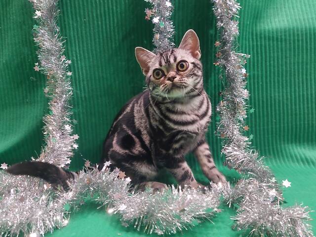 Хлопчик Ден. Американска короткошерстна - Фото 10