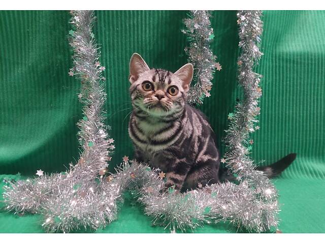 Хлопчик Ден. Американска короткошерстна - Фото 5