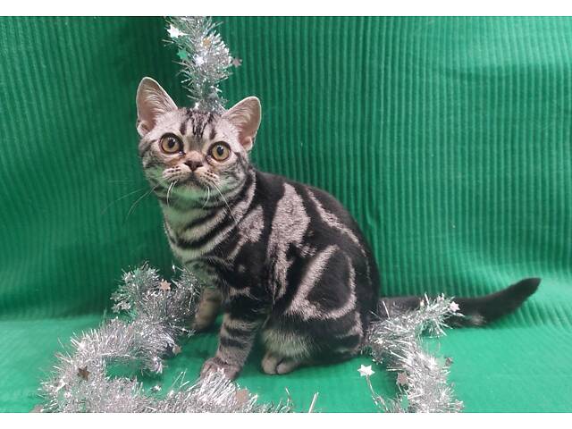 Хлопчик Ден. Американска короткошерстна - Фото 6