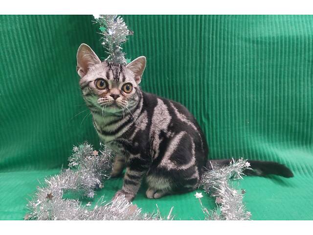 Хлопчик Ден. Американска короткошерстна - Фото 7