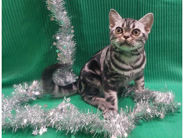 Хлопчик Ден. Американска короткошерстна - Фото 9