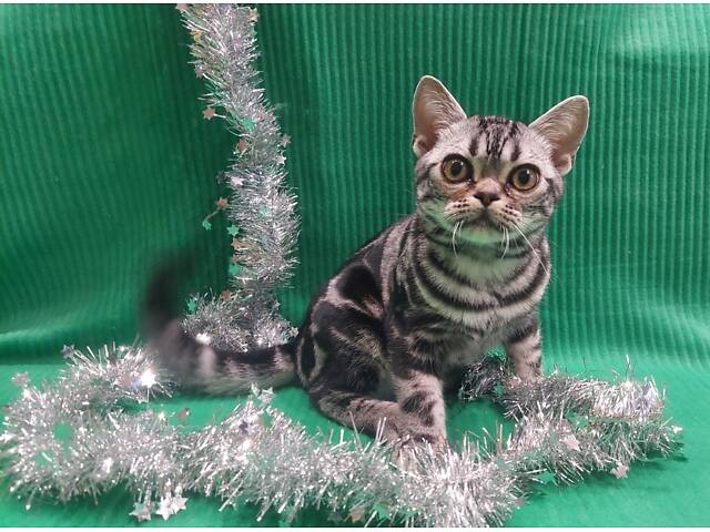 Хлопчик Ден. Американска короткошерстна - Фото 8