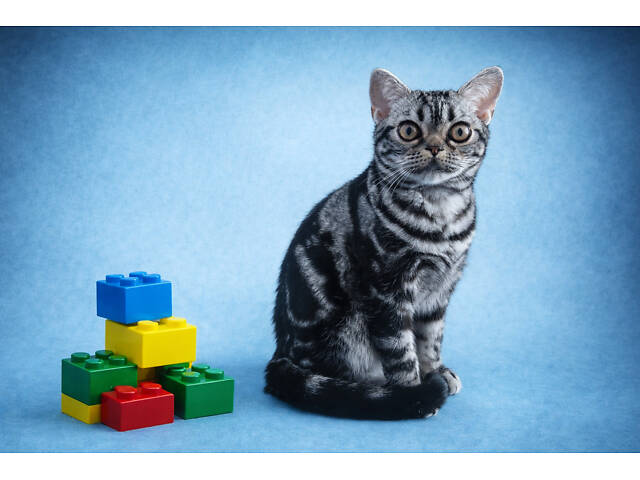 Хлопчик Ден. Американска короткошерстна - Фото 3