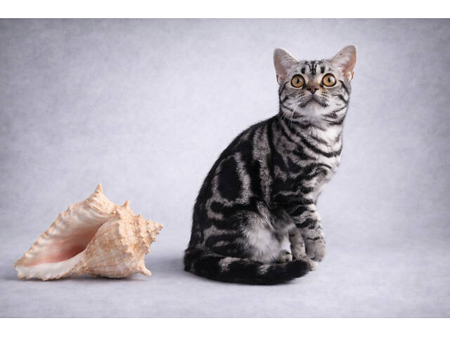 Хлопчик Ден. Американска короткошерстна - Фото 2