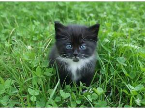 Неймовірний блакитноокий сибірський котик!