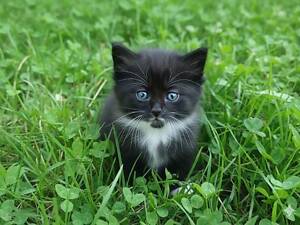 Неймовірний блакитноокий сибірський котик!