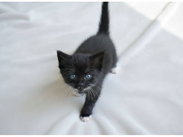 Неймовірний блакитноокий сибірський котик! - Фото 2