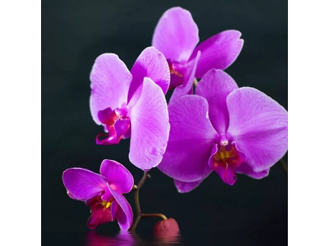 Обігрівач Trio Фіолетовий настрій (RL075580) - Фото 9