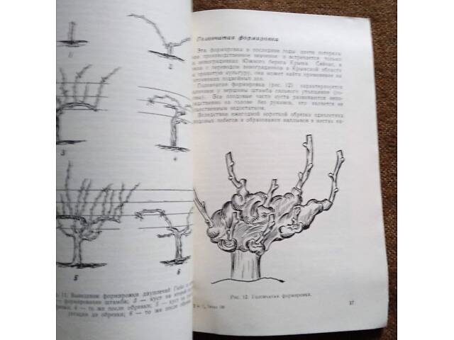 Обрізка, навантаження та формування виноградних кущів. - Фото 3