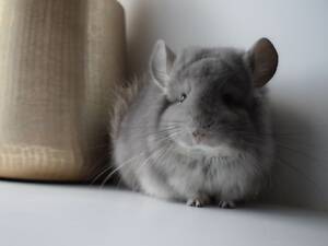 Фиолетовая Ангора девочка очень красивая и контактная.