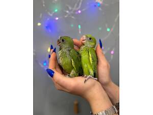 Ожерелки, ожерелові папужки