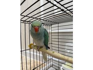 Ожерелові папуги