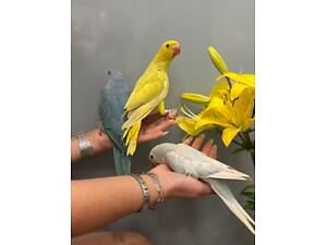 Ожерелові папужки, маленькі пташенята