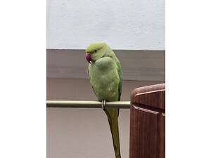 Ожереловий попуга