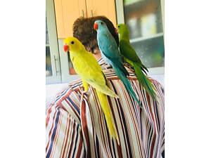 ожереловый или намистовый попугай - ручные птенцы выкормыши для разговора