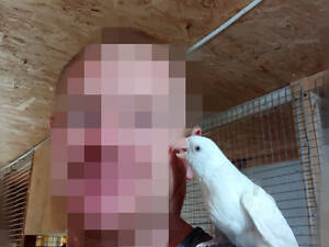 ожереловый попугай, ожерелка выкормиш, окольцованные крамеры лучшие выкормиши