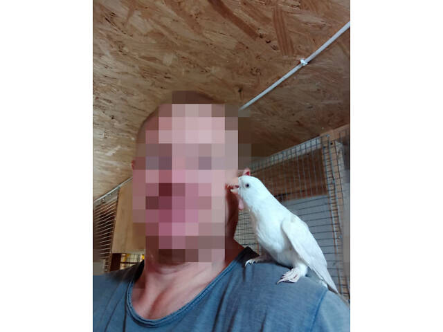 ожереловый попугай, ожерелка выкормиш, окольцованные крамеры лучшие выкормиши - Фото 1