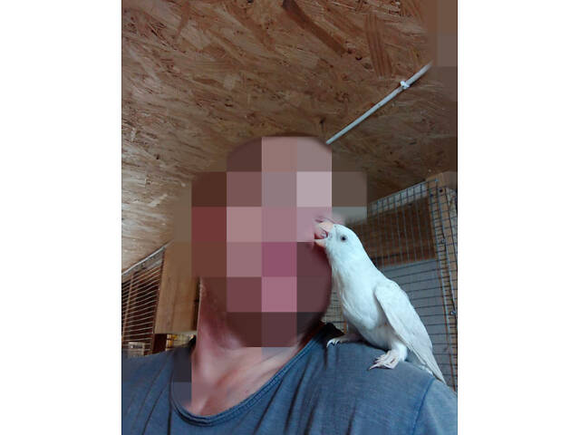 ожереловый попугай, ожерелка выкормиш, окольцованные крамеры лучшие выкормиши - Фото 2