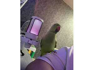 Ожереловый попугай